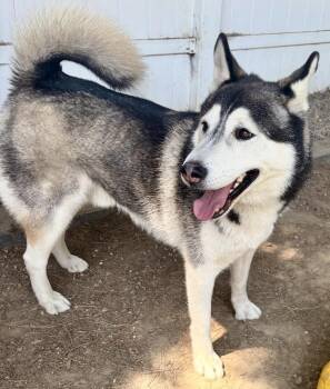 Rescue Siberian Husky and Husky Dogs for Adoption in Manhattan Beach, California - Ranger | PetCurious