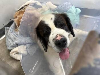 WENDY -  Saint Bernard Dog for Adoption in San Bernardino, California - WENDY | PetCurious