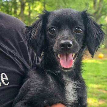 Dixie -  Miniature Poodle and Chihuahua Dog for Adoption in Athens, Alabama - Dixie | PetCurious