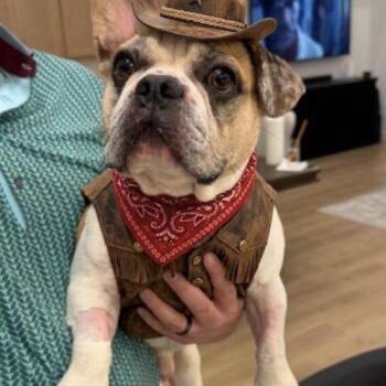 Jason Wrinkle Wrangler -  French Bulldog Dog for Adoption in Austin, Texas - Jason Wrinkle Wrangler | PetCurious