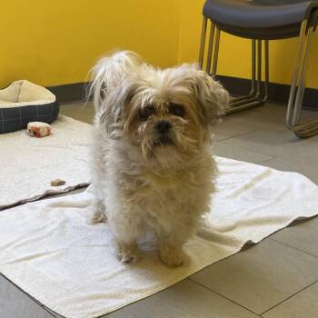 Rodger -  Shih Tzu Dog for Adoption in Newark, New Jersey - Rodger | PetCurious