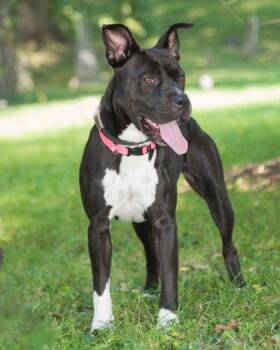 Rescue Pit Bull Terrier and Mixed Breed Dogs for Adoption in Cincinnati, Ohio - Fayette | PetCurious