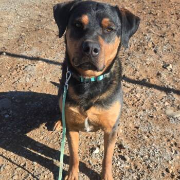 Rottweiler and Black Labrador Retriever Dogs Available for Adoption in Taos, New Mexico - Bubba | PetCurious