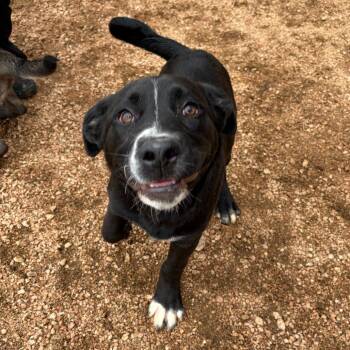"Toribio" KCAC -  American Staffordshire Terrier and Mixed Breed Dog Available for Adoption in Kerrville, Texas - "Toribio" KCAC | PetCurious