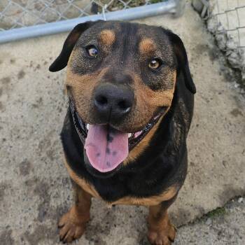 Turbo -  Pit Bull Terrier Dog for Adoption - Turbo | PetCurious