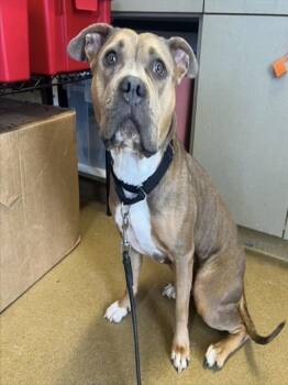 REMMY -  American Staffordshire Terrier Dog for Adoption in San Antonio, Texas - REMMY | PetCurious