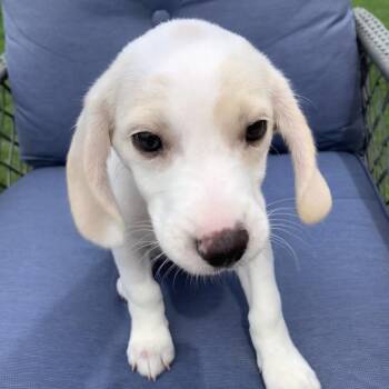 Shortbread -  Beagle and Australian Cattle Dog Blue Heeler Dog for Adoption in Shorewood, Illinois - Shortbread | PetCurious