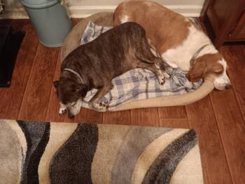 Rescue Basset Hound Dogs for Adoption in Farragut, Tennessee - Banjo And Clyde | PetCurious