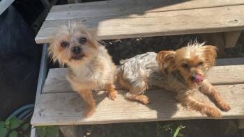 Billie Jean -  Yorkshire Terrier Dog for Adoption in West Peoria, Illinois - Billie Jean | PetCurious