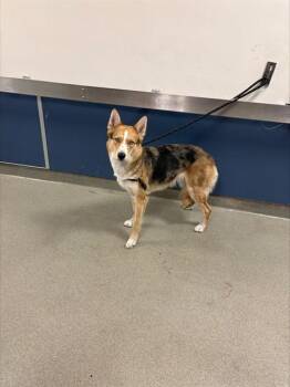 Australian Shepherd and Mixed Breed Dogs Available for Adoption in Doral, Florida - FELICIDAD | PetCurious