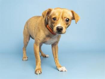 JAMESON -  Chihuahua and Mixed Breed Dog for Adoption in Phoenix, Arizona - JAMESON | PetCurious