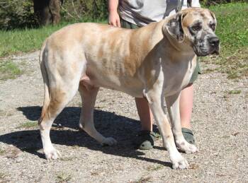 Dozer (Neutered) (Photos September 26th 2026) -  Mastiff and Great Dane Dog for Adoption in Marietta, Ohio - Dozer (Neutered) (Photos September 26th 2026) | PetCurious