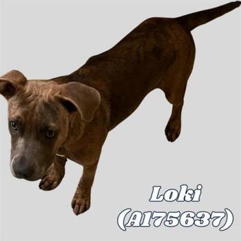LOKI -  Pit Bull Terrier Dog for Adoption in Tulsa, Oklahoma - LOKI | PetCurious