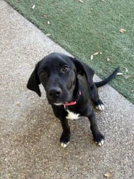 Labrador Retriever and Mixed Breed Dogs Available for Adoption - Hallie | PetCurious