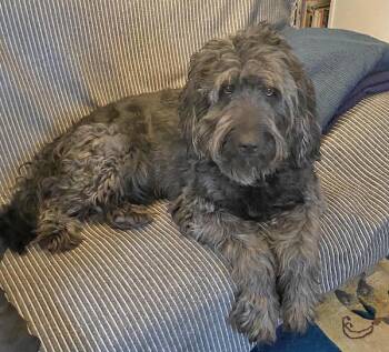 Henry -  Labradoodle Dog for Adoption in Sudbury, Massachusetts - Henry | PetCurious
