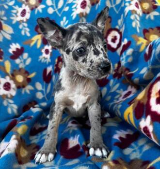 Ty -  Terrier Dog for Adoption in Grand Bay, Alabama - Ty | PetCurious