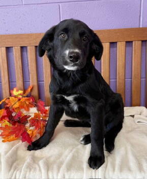 Rescue Labrador Retriever and Great Dane Dogs for Adoption in North Prairie, Wisconsin - **ANNABELLE** | PetCurious