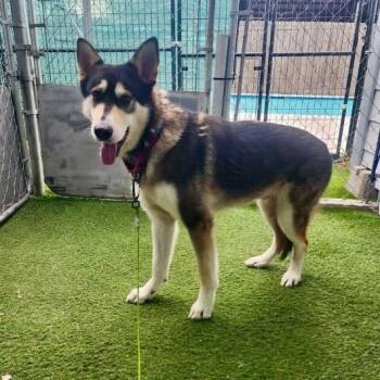 Thor -  Husky and Mixed Breed Dog for Adoption in Houston, Texas - Thor | PetCurious