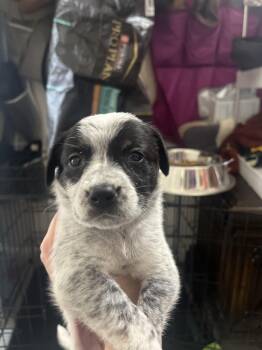 Meadow -  Australian Cattle Dog Blue Heeler Dog for Adoption in Penryn, California - Meadow | PetCurious