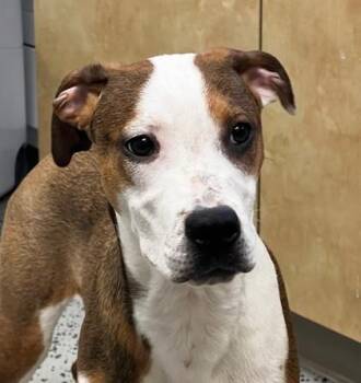 Mikey -  Labrador Retriever Dog for Adoption in Bellaire, Michigan - Mikey | PetCurious