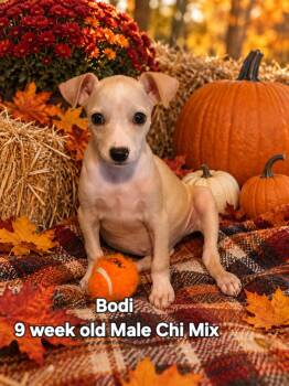 Bodi -  Chihuahua Dog for Adoption in Walker, Louisiana - Bodi | PetCurious