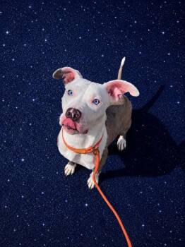 SUNSHINE -  Mixed Breed Dog for Adoption in Jacksonville, Florida - SUNSHINE | PetCurious