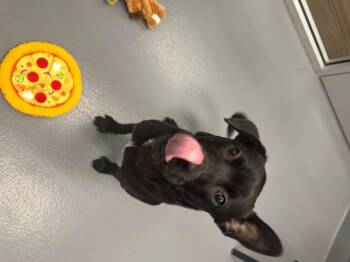 Rescue Black Labrador Retriever Dogs for Adoption in Hilton Head Island, South Carolina - Belle | PetCurious