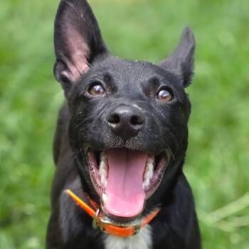 Sunny (5mo PUPPY) -  German Shepherd Dog Dog for Adoption in Greeneville, Tennessee - Sunny (5mo PUPPY) | PetCurious