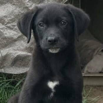 Tom Wopat -  Black Labrador Retriever and Golden Retriever Dog for Adoption in South Saint Paul, Minnesota - Tom Wopat | PetCurious