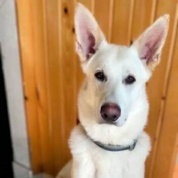 German Shepherd Dog Dogs Available for Adoption in Brainerd, Minnesota - Kimber | PetCurious
