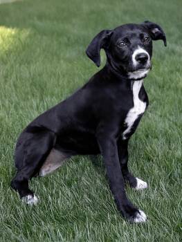 Rescue Labrador Retriever and Beagle Dogs for Adoption in Nashville, Tennessee - Carol | PetCurious