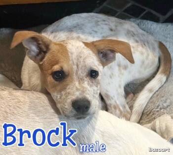 Brock -  Jack Russell Terrier Dog for Adoption in Manchester, Connecticut - Brock | PetCurious