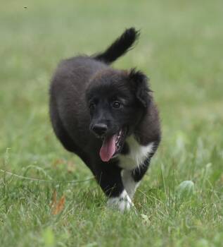 Courtney -  Border Collie and Great Pyrenees Dog for Adoption in Mechanicsburg, Pennsylvania - Courtney | PetCurious