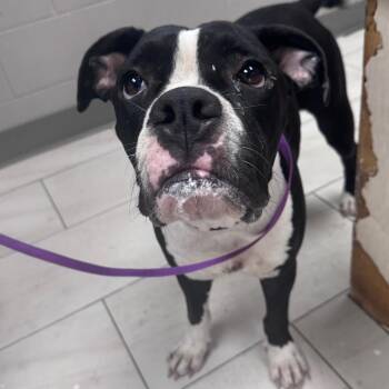 Gabby -  Boxer Dog for Adoption in Lufkin, Texas - Gabby | PetCurious