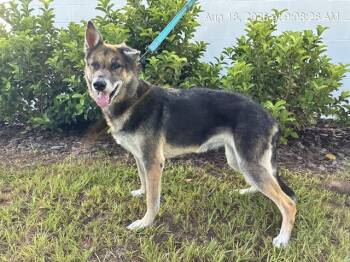 JO -  German Shepherd Dog and Mixed Breed Dog for Adoption in Ocala, Florida - JO | PetCurious