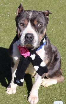 American Staffordshire Terrier Dogs Available for Adoption in Milford, Connecticut - Tinker Belle  | PetCurious