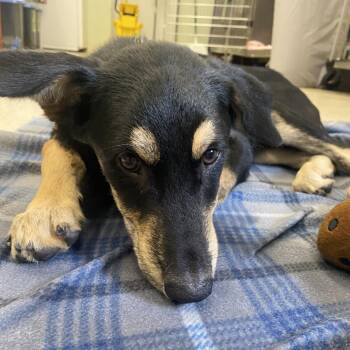 HoneyB -  Mixed Breed Dog for Adoption in Charleston, West Virginia - HoneyB | PetCurious