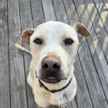 Labrador Retriever Dogs Available for Adoption in Columbia, South Carolina - Wagner | PetCurious