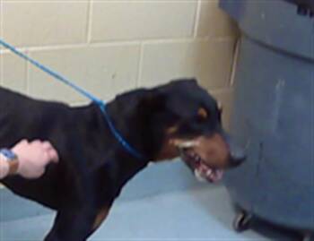 Doberman Pinscher and Mixed Breed Dogs Available for Adoption in Tulsa, Oklahoma - GERALDO | PetCurious
