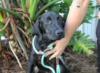 Remington -  Labrador Retriever and Mixed Breed Dog for Adoption in Brunswick, Georgia - Remington | PetCurious