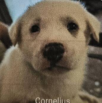 Cornelius -  Great Pyrenees and Mixed Breed Dog for Adoption in Kansas City, Missouri - Cornelius | PetCurious