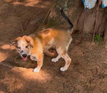 Timberland -  Australian Shepherd and Border Collie Dog for Adoption in New Baltimore, Michigan - Timberland | PetCurious