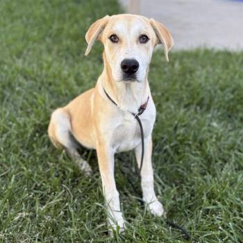 DIANA SAN JUAN -  Great Pyrenees and Border Collie Dog for Adoption in Modesto, California - DIANA SAN JUAN | PetCurious