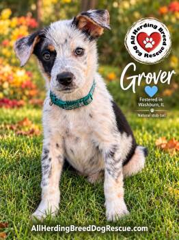 Grover -  Cattle Dog Dog for Adoption in Joliet, Illinois - Grover | PetCurious