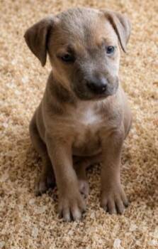 Boxer and Labrador Retriever Dogs Available for Adoption in Batesville, Arkansas - Jemma | PetCurious