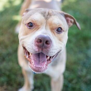 Mixed Breed Dogs Available for Adoption in Chamblee, Georgia - Fleetwood - IN FOSTER | PetCurious