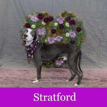 Pit Bull Terrier Dogs Available for Adoption - Stratford | PetCurious