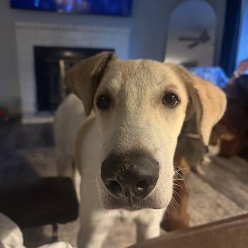 Arthur -  Great Pyrenees and Anatolian Shepherd Dog for Adoption in Sadler, Texas - Arthur | PetCurious