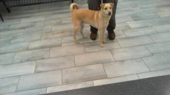 LUCA -  Labrador Retriever Dog for Adoption in Charlotte, North Carolina - LUCA | PetCurious