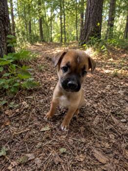 Sasquatch -  German Shepherd Dog and Mixed Breed Dog for Adoption in St. Augustine, Florida - Sasquatch | PetCurious